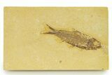 Detailed Fossil Fish (Knightia) - Wyoming #333833-1